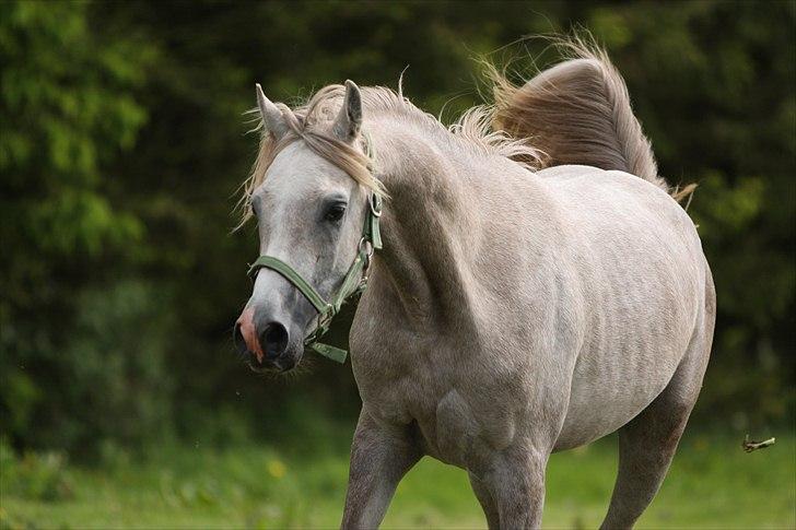 Arabisk fuldblod (OX) Ghadir Ibn Jayyid billede 1