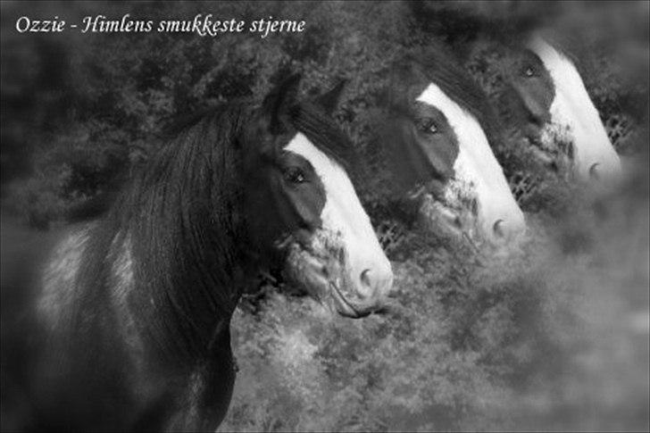 Tinker Lehmanns Ozzie <3  billede 17