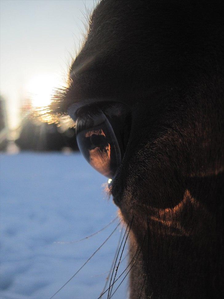 Welsh Cob (sec D) Merlyn Desert Pearl R.I.P  - sammen ser vi på solnedgangen.... sammen ser vi på stjernerne... jeg vil se verden sammen med dig... billede 17