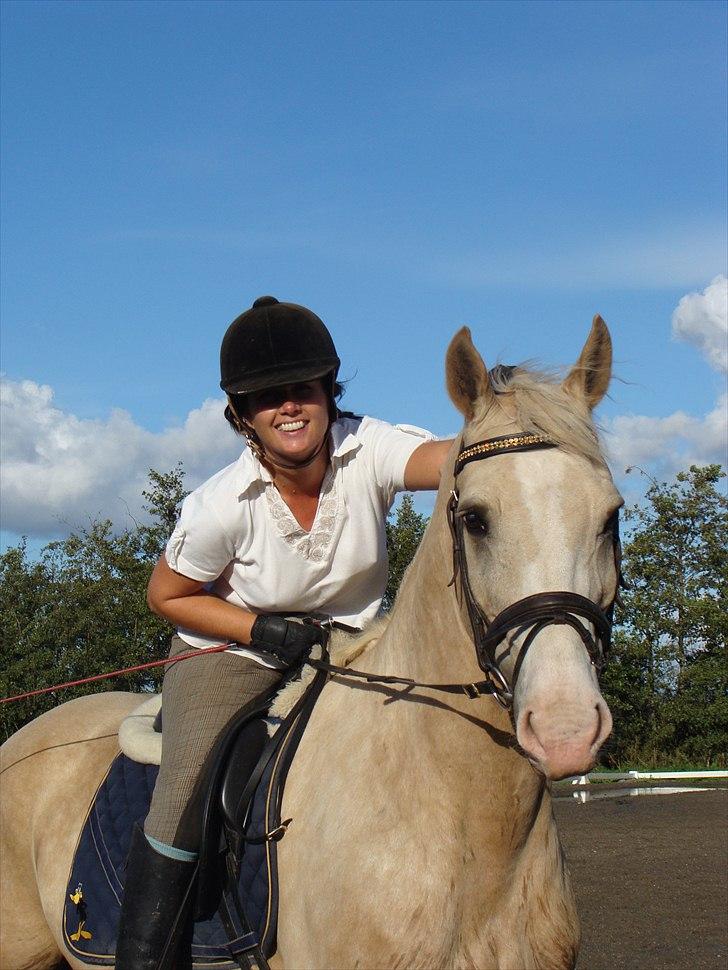 Palomino Valdemar af Lillevang *** SOLGT*** billede 13