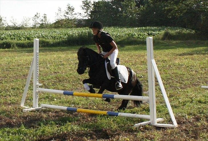 Shetlænder Dixie billede 9