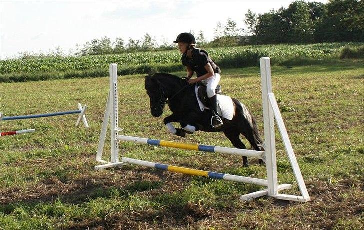 Shetlænder Dixie billede 18