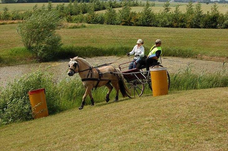 Fjordhest Borken Fra Skårhaug*solgt* billede 8