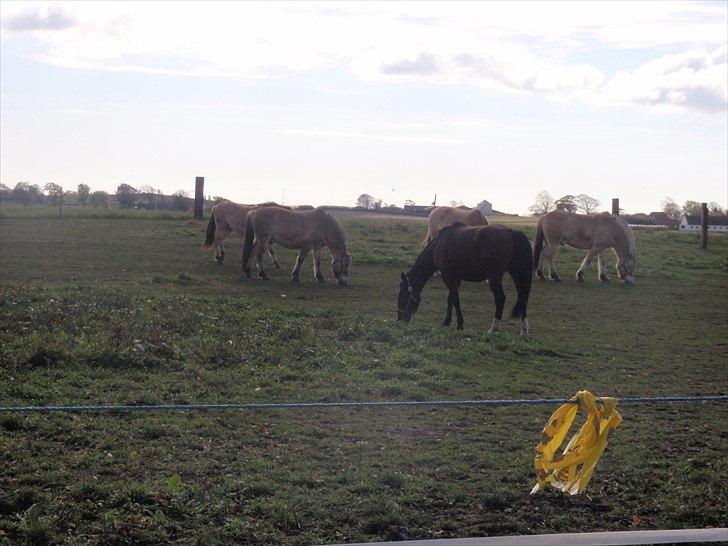 Oldenborg Frederik billede 4