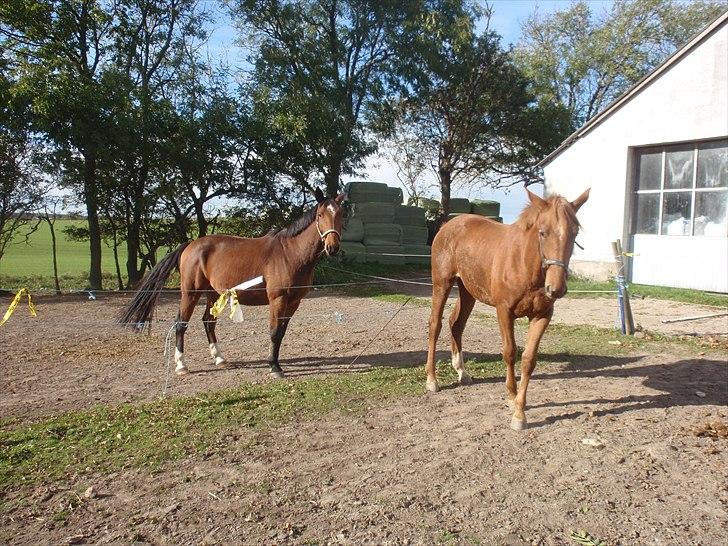 Oldenborg Frederik billede 5