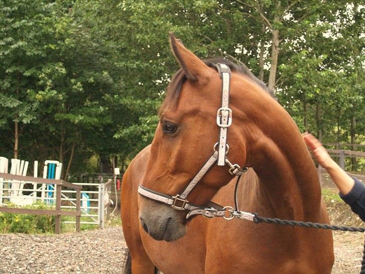 Oldenborg Frederik billede 6