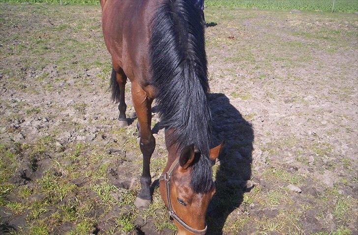 Fuldblod (XX) Mille Nyholm *solgt:(* billede 7