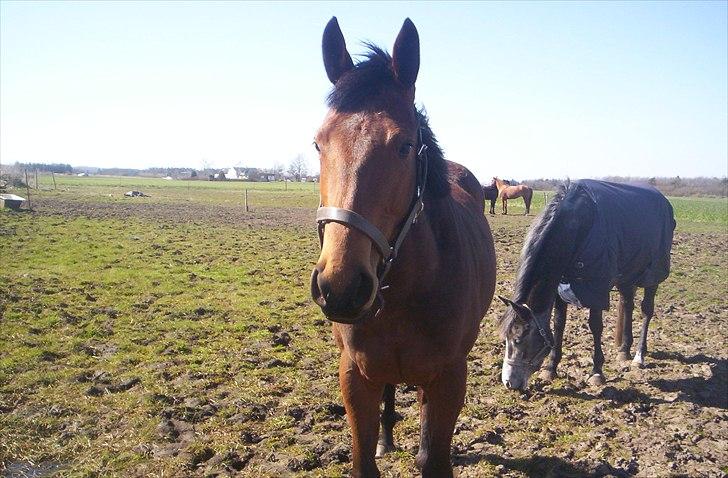 Fuldblod (XX) Mille Nyholm *solgt:(* billede 8