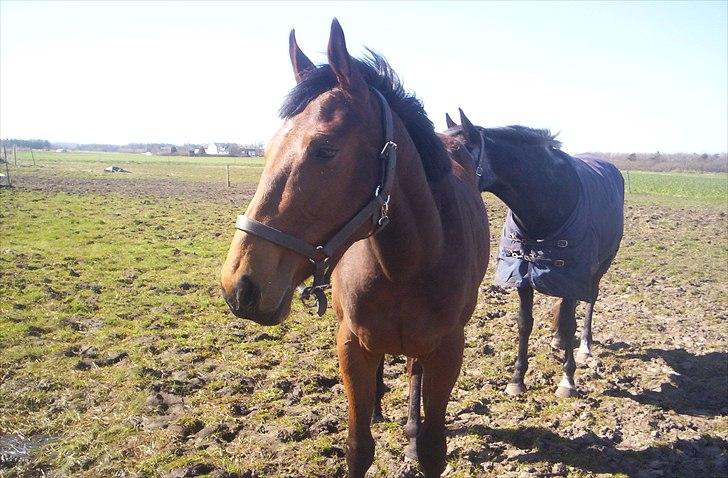 Fuldblod (XX) Mille Nyholm *solgt:(* billede 9