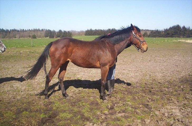 Fuldblod (XX) Mille Nyholm *solgt:(* billede 10