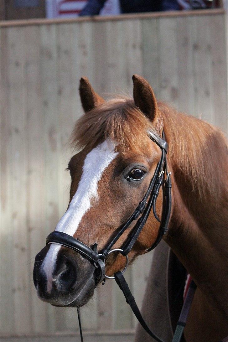 Hollandsk Sportspony Benny (GL PART) - © NB © billede 10