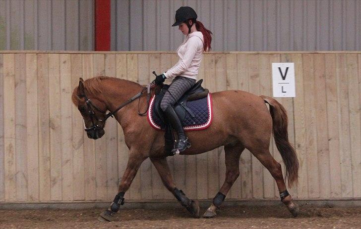 Hollandsk Sportspony Benny (GL PART) billede 11