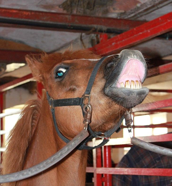 Hollandsk Sportspony Benny (GL PART) billede 12