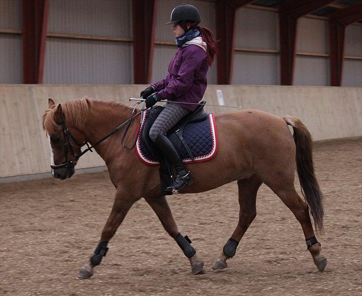 Hollandsk Sportspony Benny (GL PART) - © NB © billede 14