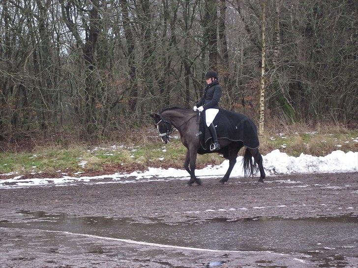 Oldenborg Tamara Sejr  billede 13