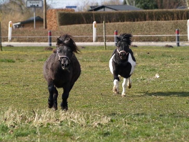 Shetlænder Stjernens Indeed *Dittermand* - Gamle ejer billede 5