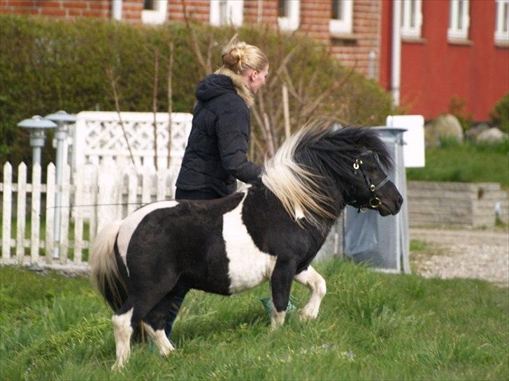 Shetlænder Stjernens Indeed *Dittermand* - Lækker!! billede 6