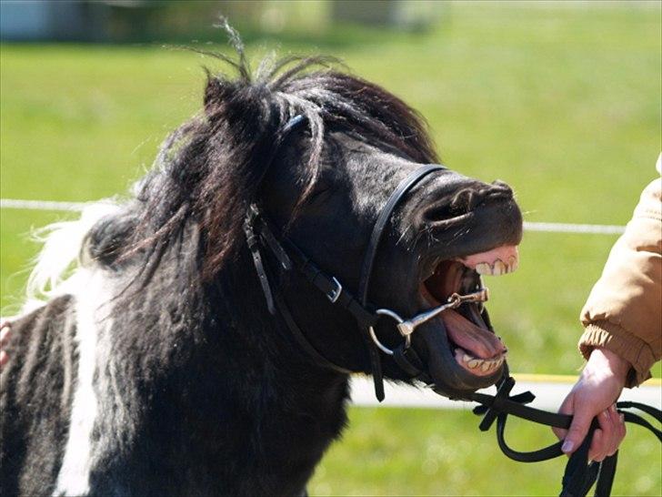 Shetlænder Stjernens Indeed *Dittermand* - Så træææt. <3 billede 7