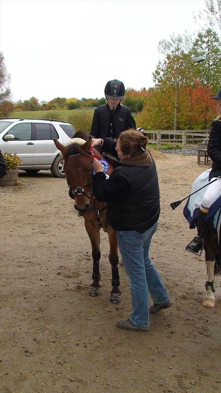 Anden særlig race Prins Kashmir • passer:-* - 1. plads (3 stævne sammen!) <3 billede 13