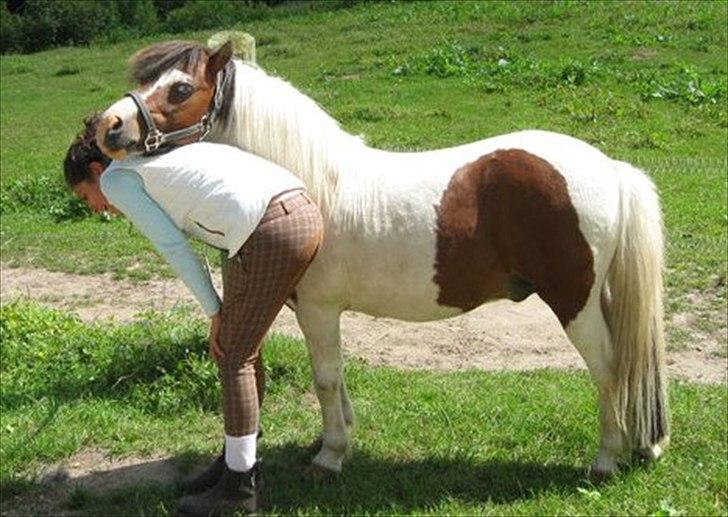 Shetlænder Simon - Mig og tykke.... billede 2