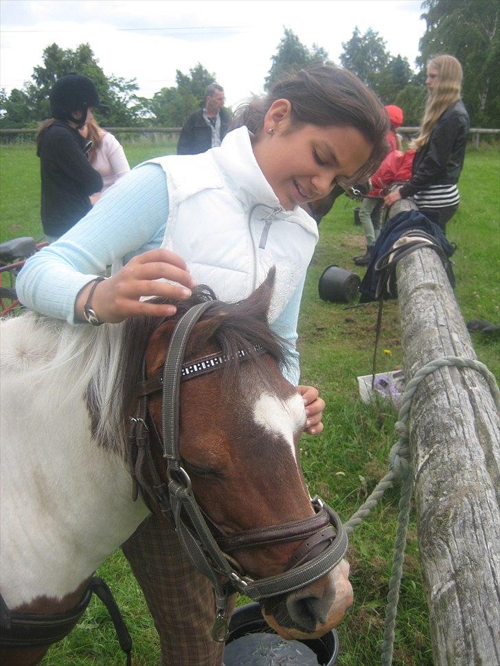 Shetlænder Simon billede 3