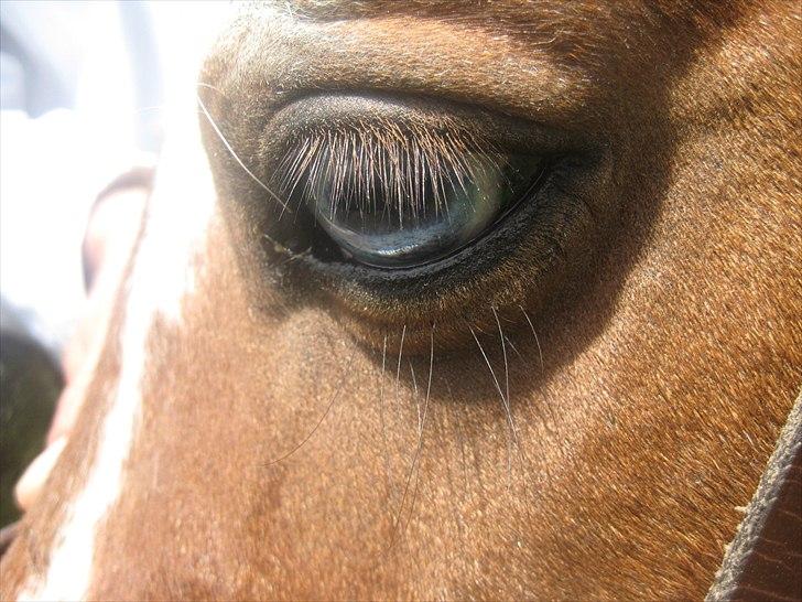 Shetlænder Simon billede 4