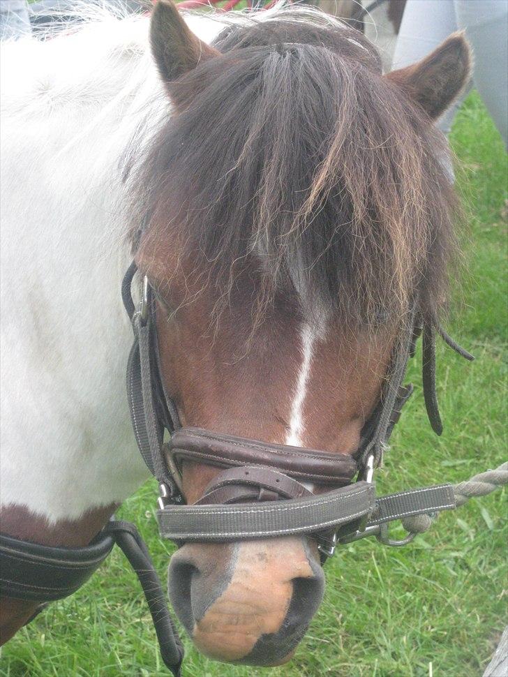 Shetlænder Simon billede 5