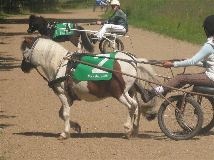 Shetlænder Simon billede 6