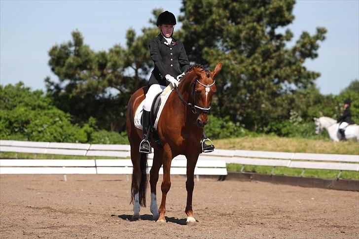 Hollandsk Sportspony Rosalie B.A.F. billede 1