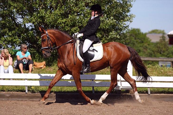 Hollandsk Sportspony Rosalie B.A.F. billede 2