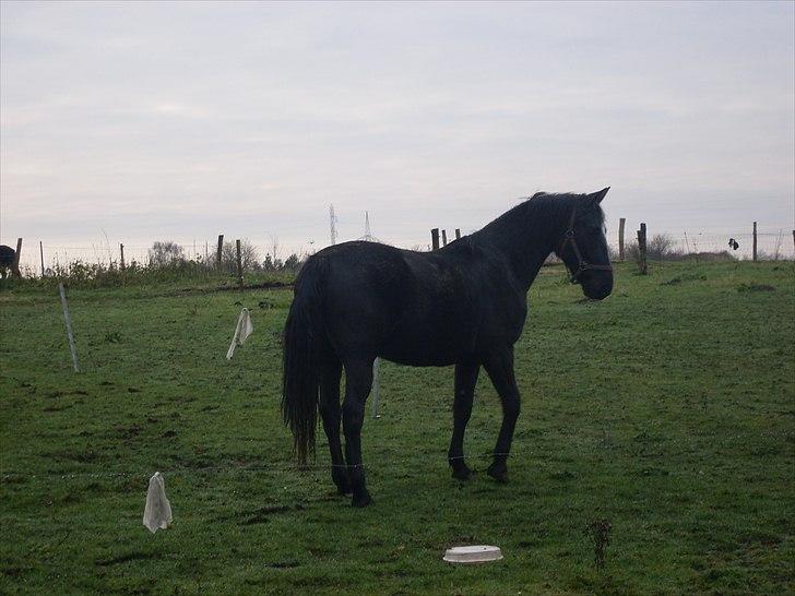 Anden særlig race Polly (min fars) billede 5