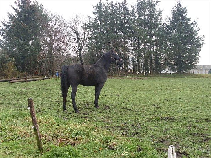 Anden særlig race Polly (min fars) billede 7