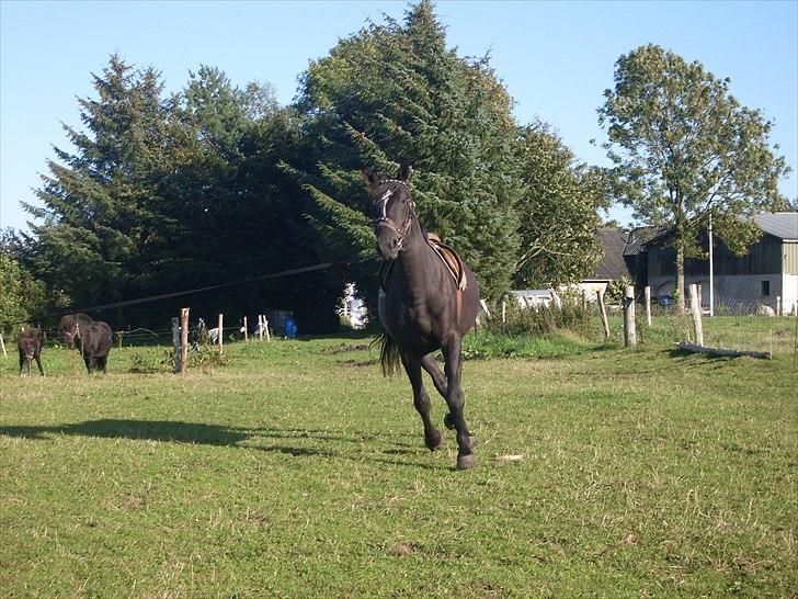 Anden særlig race Polly (min fars) billede 10