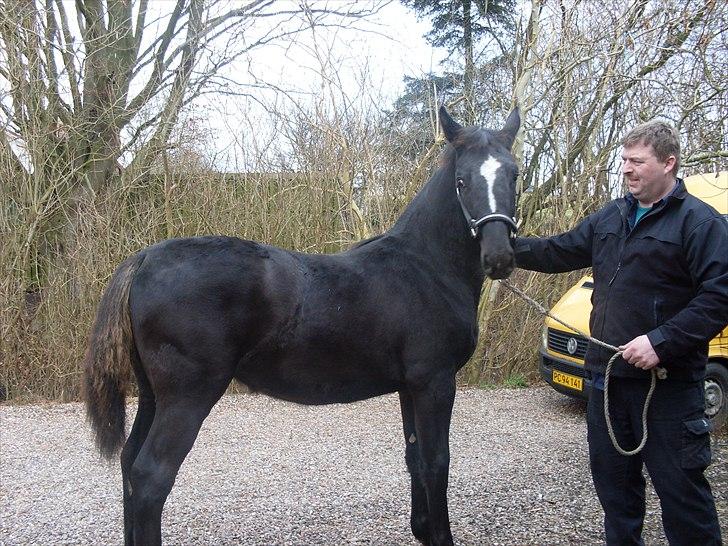 Anden særlig race Polly (min fars) - polly lige efter vi har hentet hende hjem:D billede 11