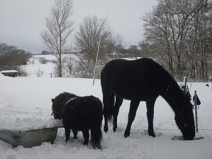 Anden særlig race Polly (min fars) billede 12