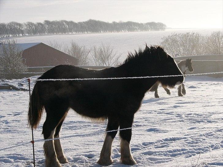 Irish Cob Hebe. (Solgt) - Taget d.3 december 2010 billede 14