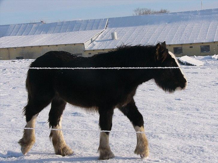 Irish Cob Hebe. (Solgt) - Taget d.3 december 2010 billede 15