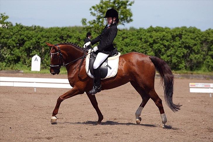 Hollandsk Sportspony Rosalie B.A.F. billede 4
