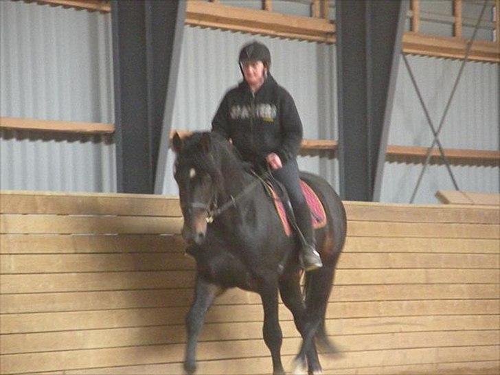 Oldenborg Coco Chanel - Cocos far Møllevangs Ajax billede 10