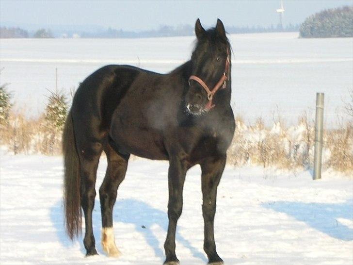 Oldenborg Coco Chanel - Cocos halvbror Timboly 1 år ældre end Coco billede 11