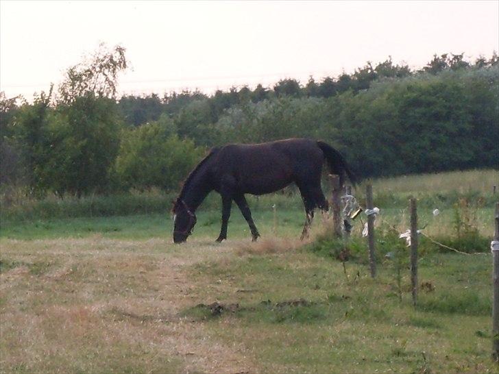 Anden særlig race Polly (min fars) billede 13