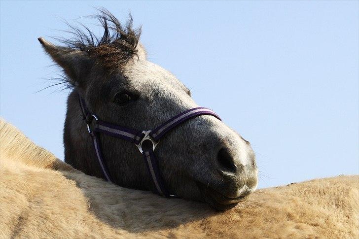 DSP Zulu RIP <3 - jeg bidder dig lige i røve Domino XD billede 15