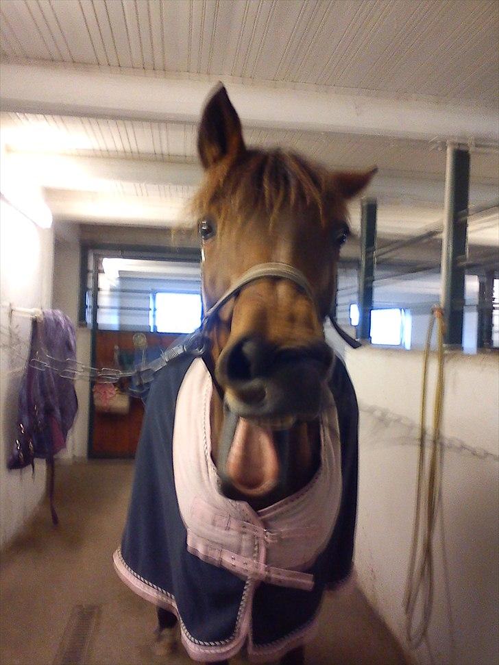 Dansk Varmblod Frydenslund Chanel R.I.P  - dagen før hun blev aflivet :´(<3 18/11-2010 billede 19