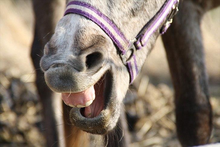 DSP Zulu RIP <3 - gab heh billede 16