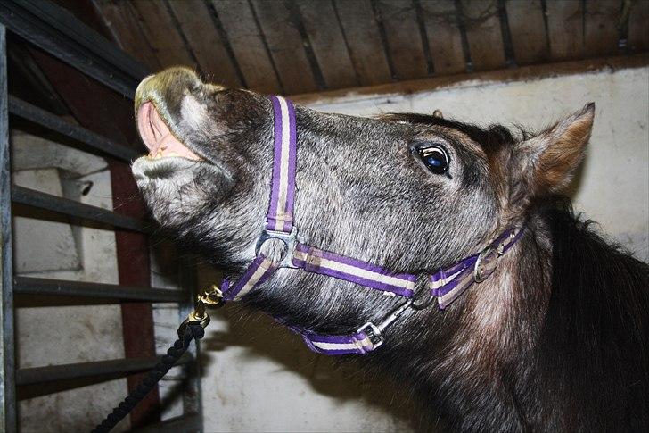 DSP Zulu RIP <3 - smil til verden så smiler verden til dig billede 17