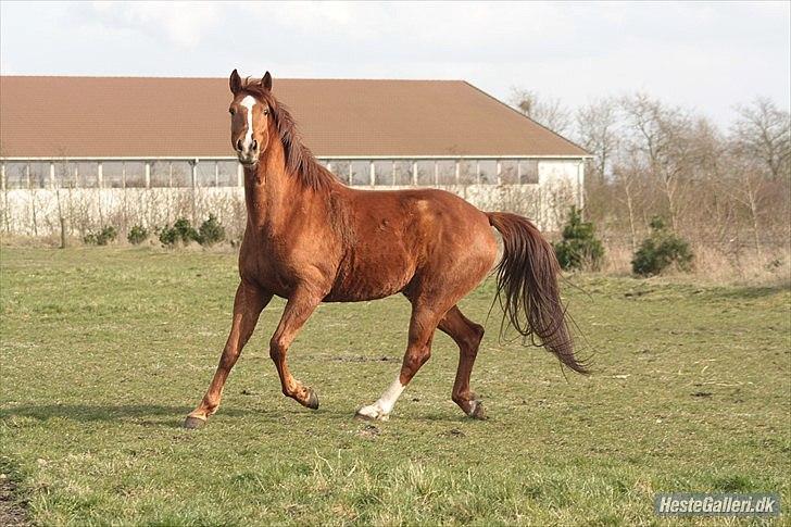 Anden særlig race Aavild's Timon SOLGT D': billede 2