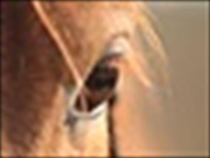 Anden særlig race Aavild's Timon SOLGT D': billede 3