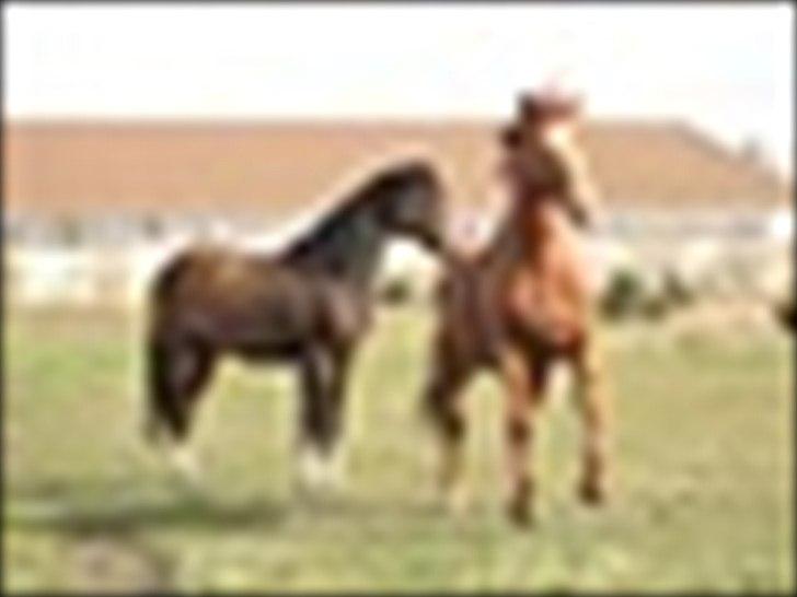 Anden særlig race Aavild's Timon SOLGT D': billede 4