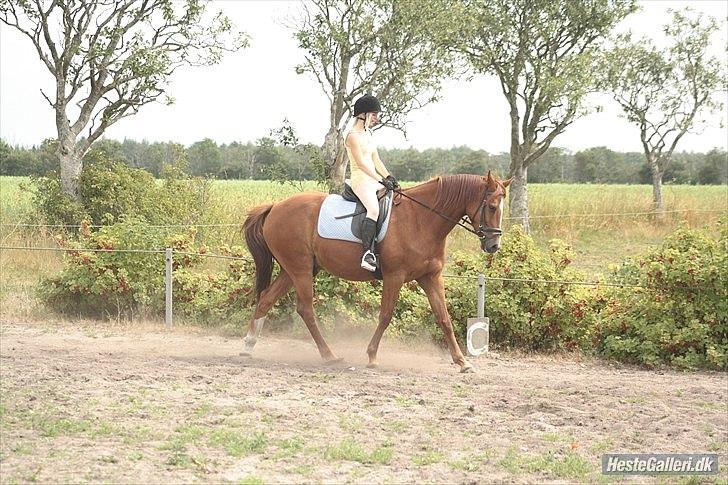 Anden særlig race Aavild's Timon SOLGT D': billede 5