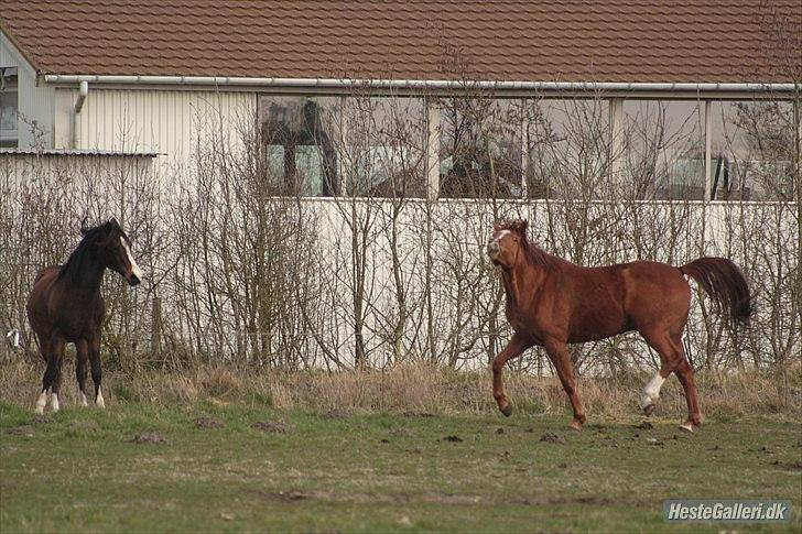 Anden særlig race Aavild's Timon SOLGT D': billede 6